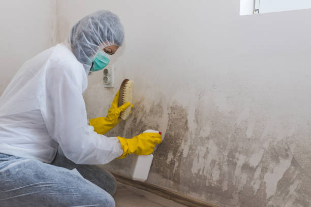 Best HVAC Mold Remediation in Goshen, IN