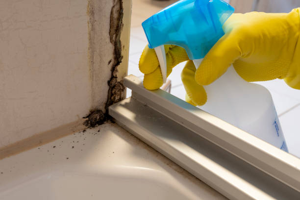 Best Insurance-Related Mold Remediation in Goshen, IN
