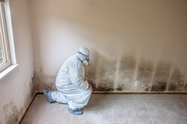 Best HVAC Mold Remediation in Goshen, IN